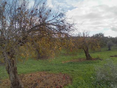 ALQUEVA: Terreno URBANO (6.000 M2) em São Pedro do Corval!