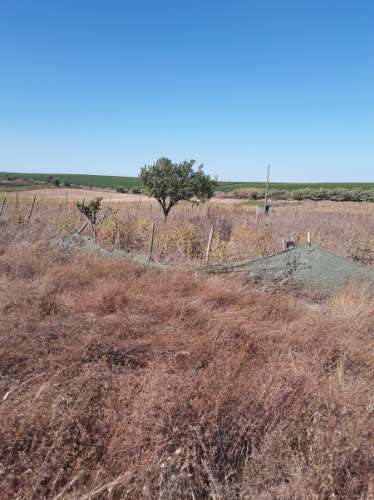 Terreno rústico c/ habitação e anexo (para reconstrução) de 1,776 Has, no Ribatejo; é preciso legalizar o edificado!
