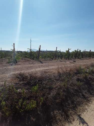 Terreno rústico c/ habitação e anexo (para reconstrução) de 1,776 Has, no Ribatejo; é preciso legalizar o edificado!