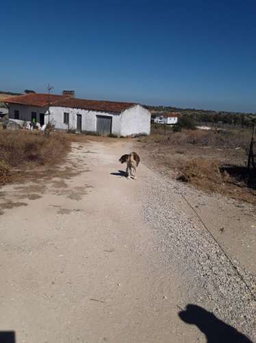 Terreno rústico c/ habitação e anexo (para reconstrução) de 1,776 Has, no Ribatejo; é preciso legalizar o edificado!