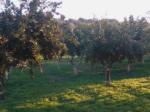 38 Hectares - Quinta Agrícola no Alqueva - Reguengos de Monsaraz!