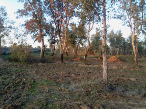 38 Hectares - Quinta Agrícola no Alqueva - Reguengos de Monsaraz!