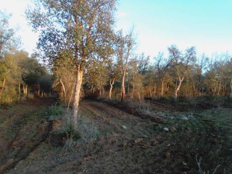 38 Hectares - Quinta Agrícola no Alqueva - Reguengos de Monsaraz!