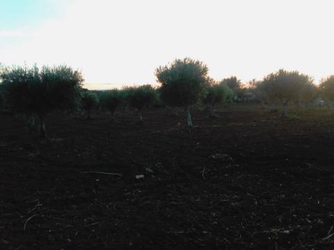 38 Hectares - Quinta Agrícola no Alqueva - Reguengos de Monsaraz!