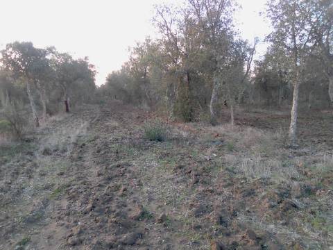 38 Hectares - Quinta Agrícola no Alqueva - Reguengos de Monsaraz!
