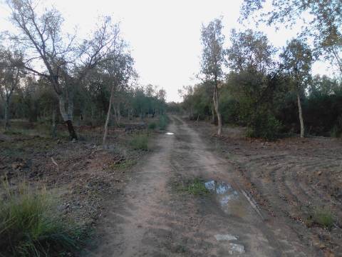 38 Hectares - Quinta Agrícola no Alqueva - Reguengos de Monsaraz!