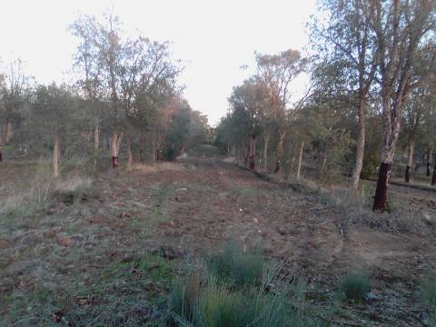 38 Hectares - Quinta Agrícola no Alqueva - Reguengos de Monsaraz!