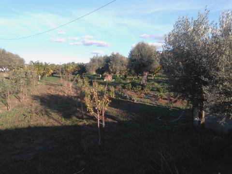 38 Hectares - Quinta Agrícola no Alqueva - Reguengos de Monsaraz!