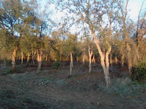 38 Hectares - Quinta Agrícola no Alqueva - Reguengos de Monsaraz!