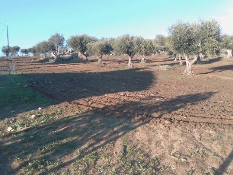 38 Hectares - Quinta Agrícola no Alqueva - Reguengos de Monsaraz!