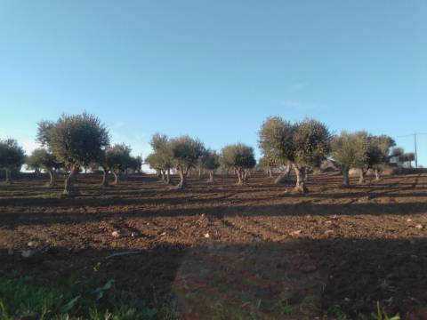 38 Hectares - Quinta Agrícola no Alqueva - Reguengos de Monsaraz!