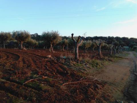 38 Hectares - Quinta Agrícola no Alqueva - Reguengos de Monsaraz!