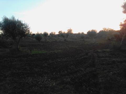 38 Hectares - Quinta Agrícola no Alqueva - Reguengos de Monsaraz!
