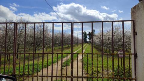 Mourão - ALQUEVA: 53.250 m2, propriedade rústica c/ 4,2 hectares de amendoal!