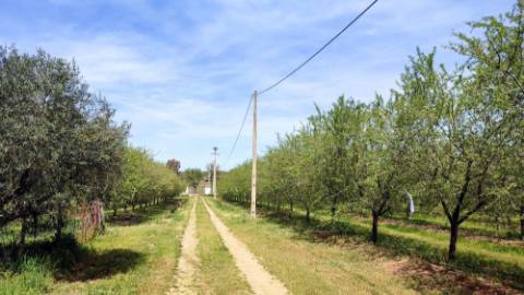 Mourão - ALQUEVA: 53.250 m2, propriedade rústica c/ 4,2 hectares de amendoal!