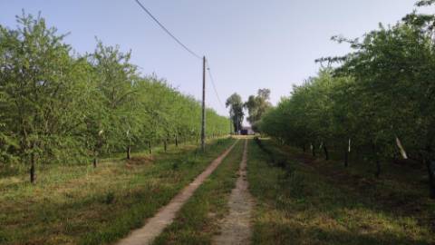 Mourão - ALQUEVA: 53.250 m2, propriedade rústica c/ 4,2 hectares de amendoal!