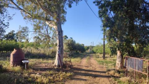 Mourão - ALQUEVA: 53.250 m2, propriedade rústica c/ 4,2 hectares de amendoal!