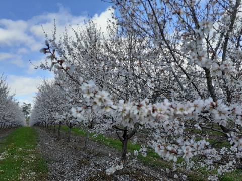 Mourão - ALQUEVA: 53.250 m2, propriedade rústica c/ 4,2 hectares de amendoal!