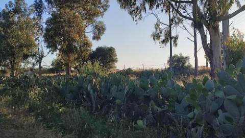 Mourão - ALQUEVA: 53.250 m2, propriedade rústica c/ 4,2 hectares de amendoal!