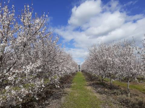 Mourão - ALQUEVA: 53.250 m2, propriedade rústica c/ 4,2 hectares de amendoal!