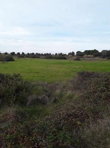 Terreno rústico no Cartaxo, área de 7.300 m2, junto a estrada municipal.