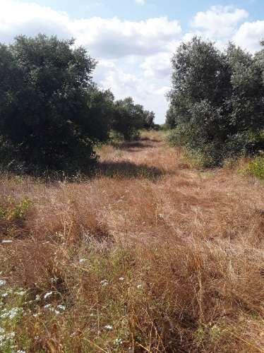 Terreno ideal para habitação sustentável.