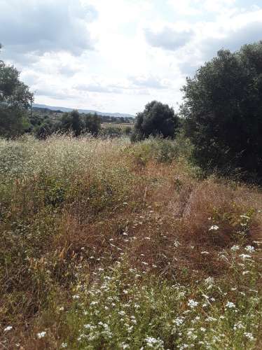 Terreno ideal para habitação sustentável.