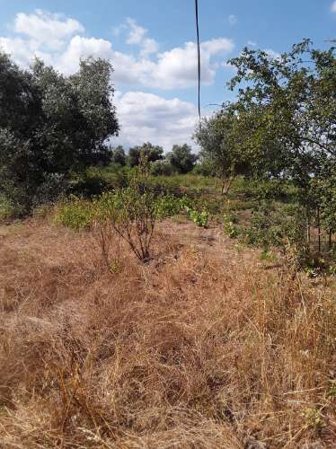 Terreno ideal para habitação sustentável.