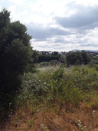 Terreno ideal para habitação sustentável.