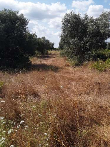 Terreno ideal para habitação sustentável.