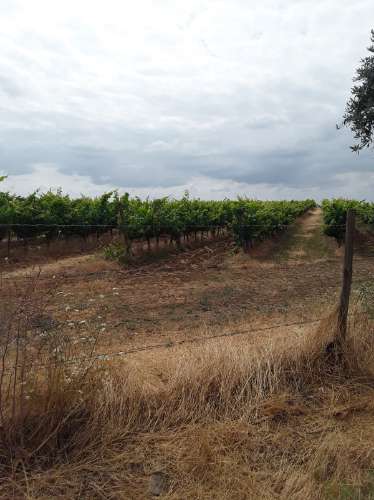 Terreno ideal para habitação sustentável.