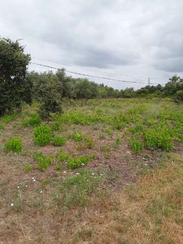 Terreno ideal para habitação sustentável.