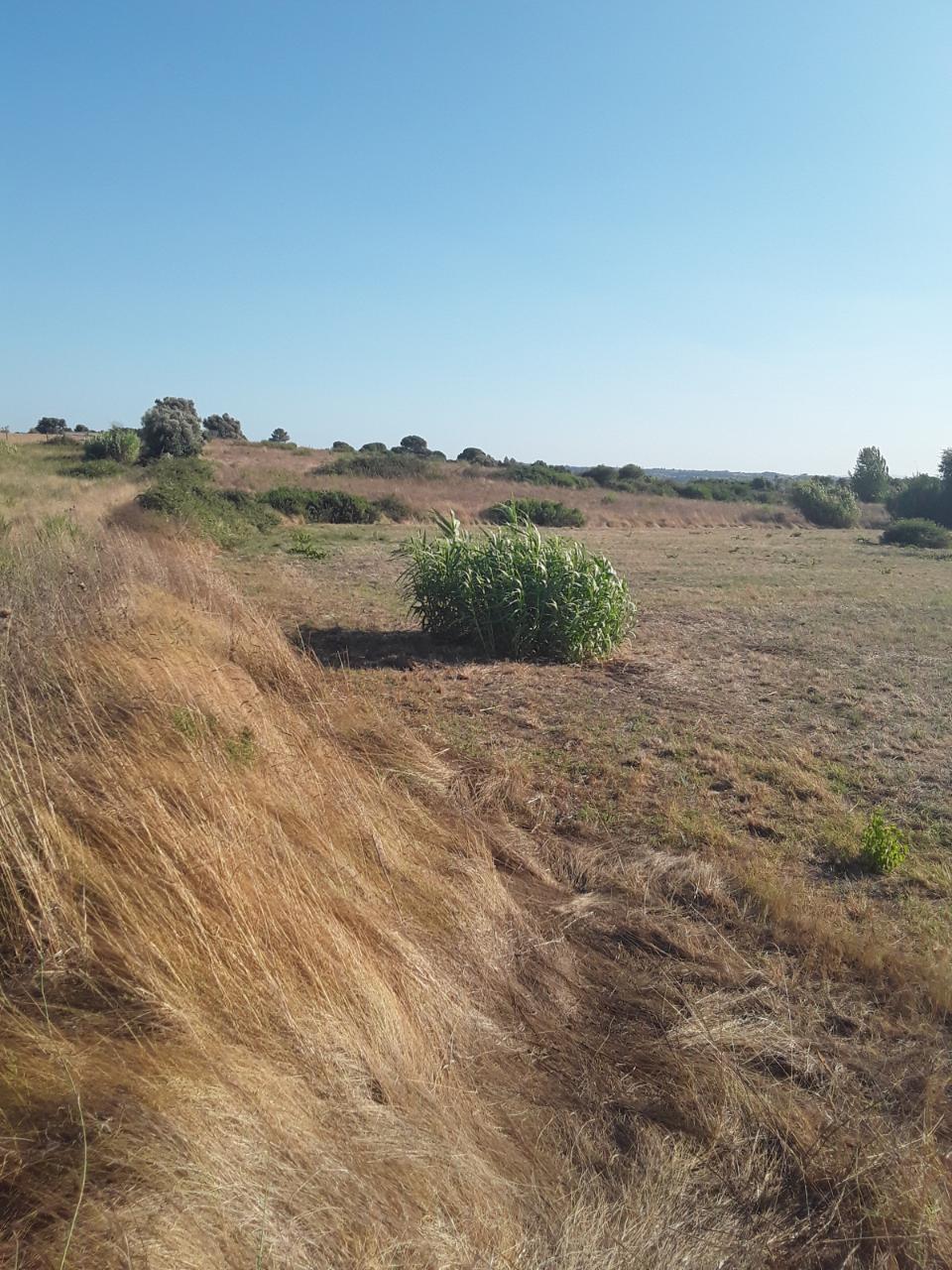 Rústico no Cartaxo com 6900 m2