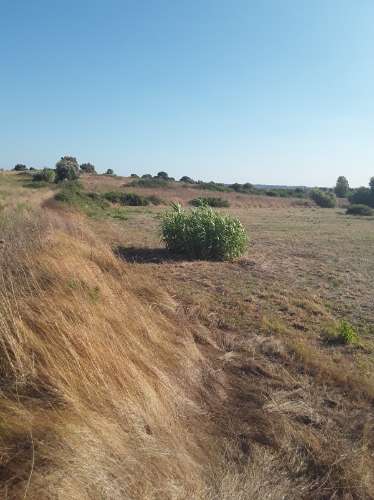 Rústico no Cartaxo com 6900 m2