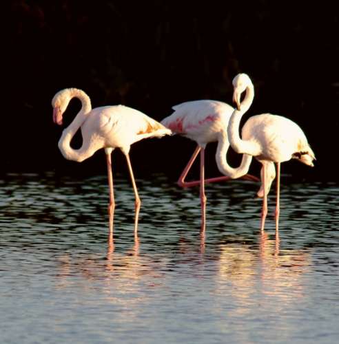 Vivenda V2+1, muito bem situada para venda em Olhão