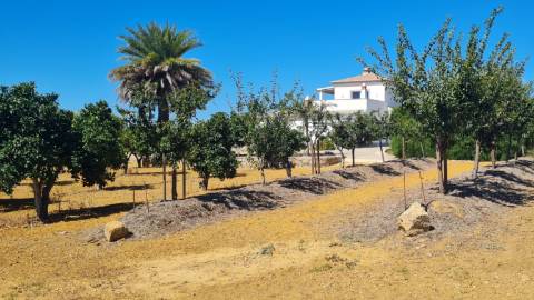 Moradia T3 +1 à venda na tranquila Luz de Tavira