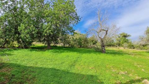 Terreno de 11ha, com casa para recuperar à venda em Santo Estevão Tavira