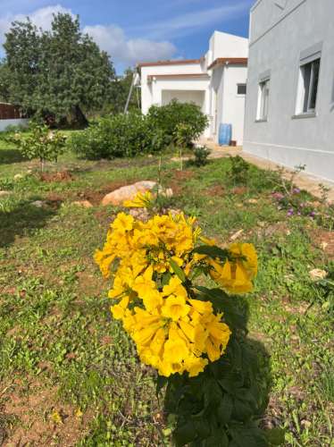 Casa de campo T2 + T1 à venda em Santo Estevão, Tavira