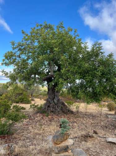 Terreno Rútico Autosuficiente, Moncarapacho Olhão