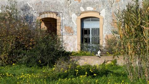 Quinta com 36.960m² à Venda na Fuseta - Oportunidade Única