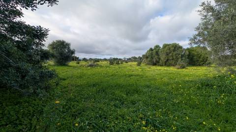 Quinta com 36.960m² à Venda na Fuseta - Oportunidade Única