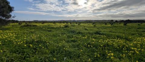 Quinta com 36.960m² à Venda na Fuseta - Oportunidade Única