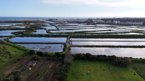 Quinta com 36.960m² à Venda na Fuseta - Oportunidade Única