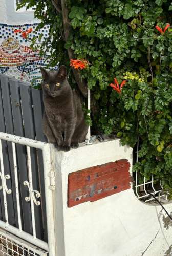 casa na ilha da Armona á venda