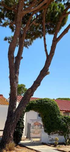 casa na ilha da Armona á venda