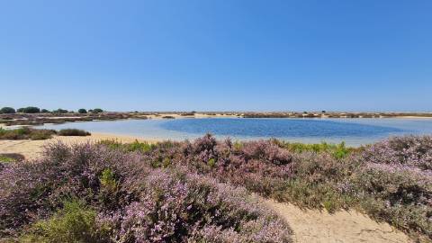 casa na ilha da Armona á venda