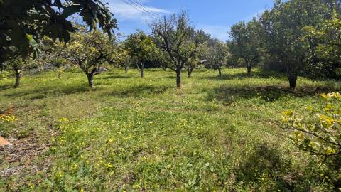 Dois imóveis numa propriedade: oportunidade em Santo Estêvão, Tavira