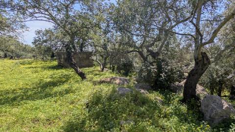 Dois imóveis numa propriedade: oportunidade em Santo Estêvão, Tavira