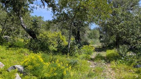 Dois imóveis numa propriedade: oportunidade em Santo Estêvão, Tavira