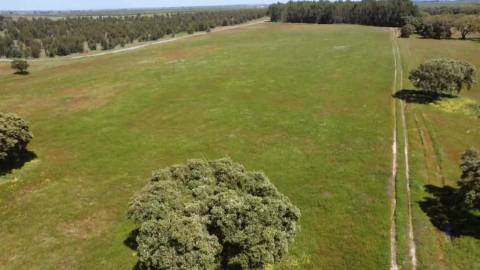TERRENO DE 22,45 HA COM RUÍNA DE 240 M² PARA RECUPERAÇÃO EM FERREIRA DO ALENTEJO